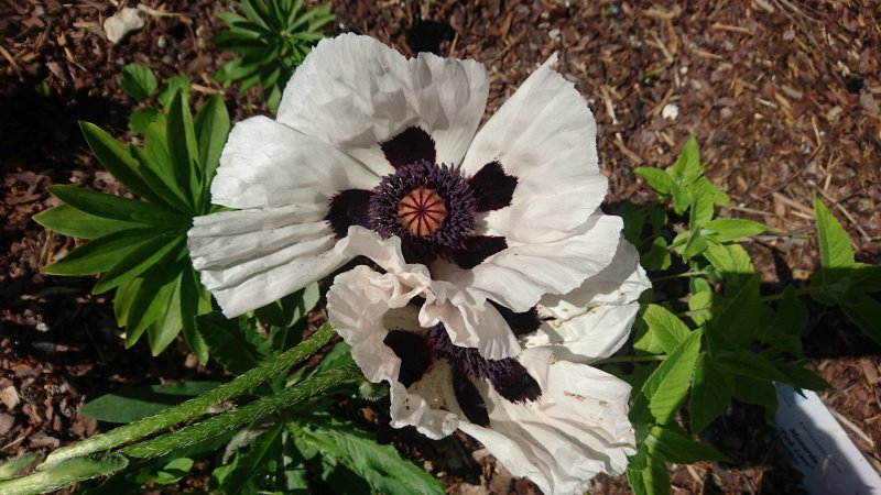 Papaver orientale 'Checkers' Idamagun